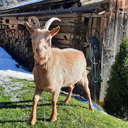Ferienwohnungen Rieder Gerlos Exteriör bild