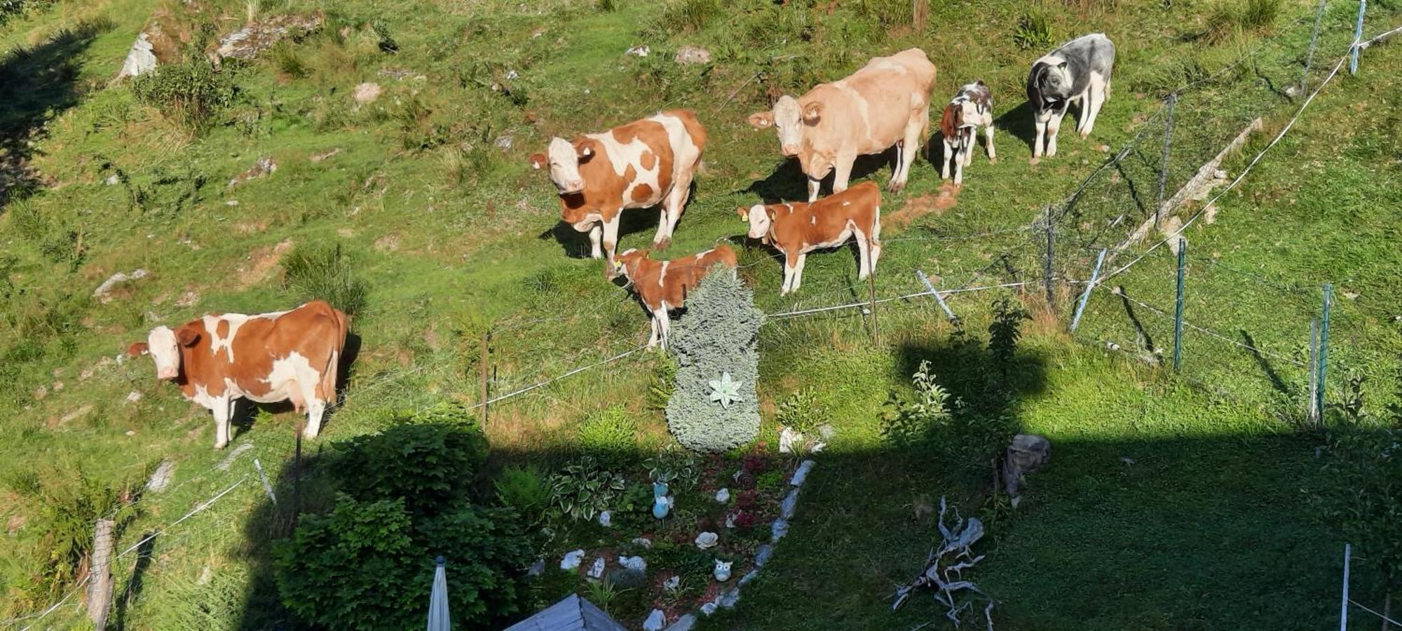 Ferienwohnungen Rieder Gerlos Exteriör bild