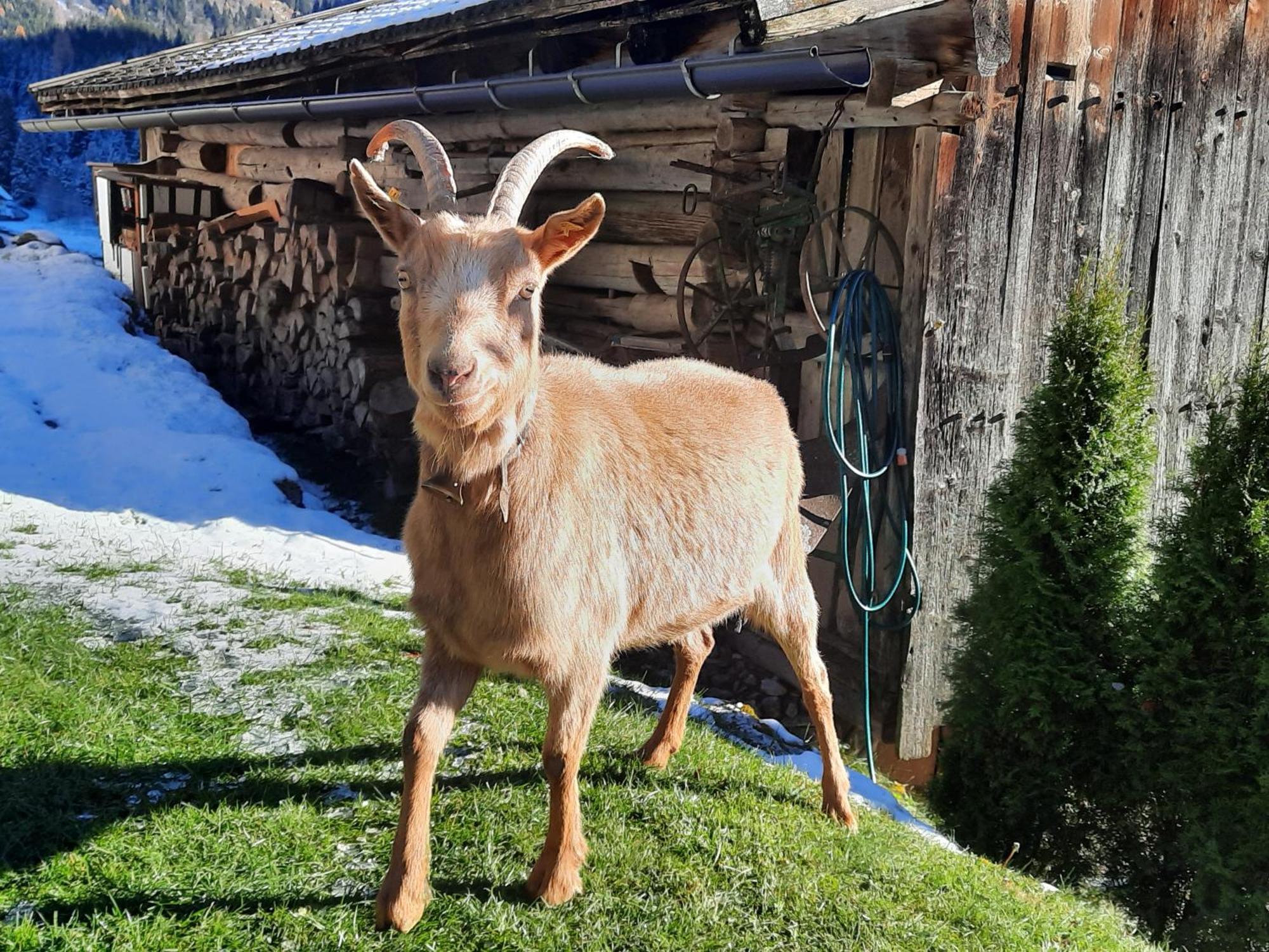 Ferienwohnungen Rieder Gerlos Exteriör bild